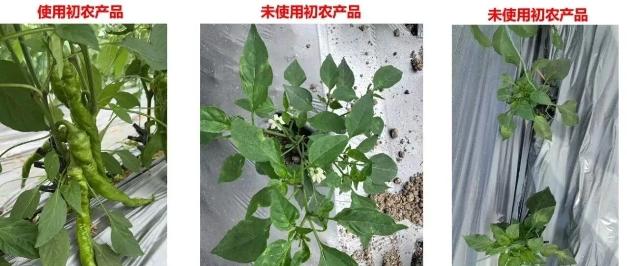 山东初农生物与贵阳菜篮子集团:三年携手,共筑绿色农业新未来