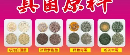 有机红薯种植新策略:冬季覆盖作物与生物农药的协同效应