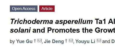 棘孢木霉Ta1:开启三七根腐病绿色防控与生长促进新篇章