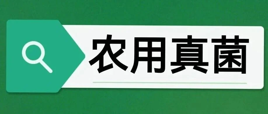 哈茨木霉与贝莱斯芽孢杆菌:玉米茎基腐病的绿色防控新策略!