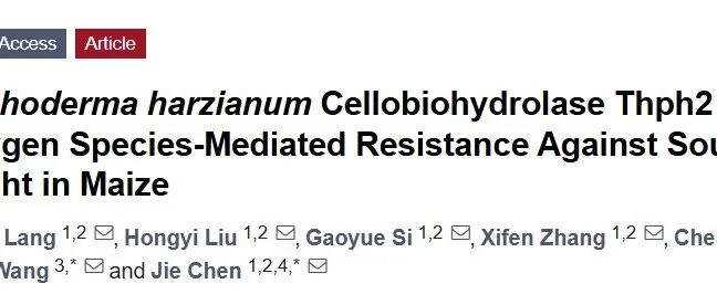 哈茨木霉菌纤维素酶Thph2:诱导玉米抗南方玉米叶斑病