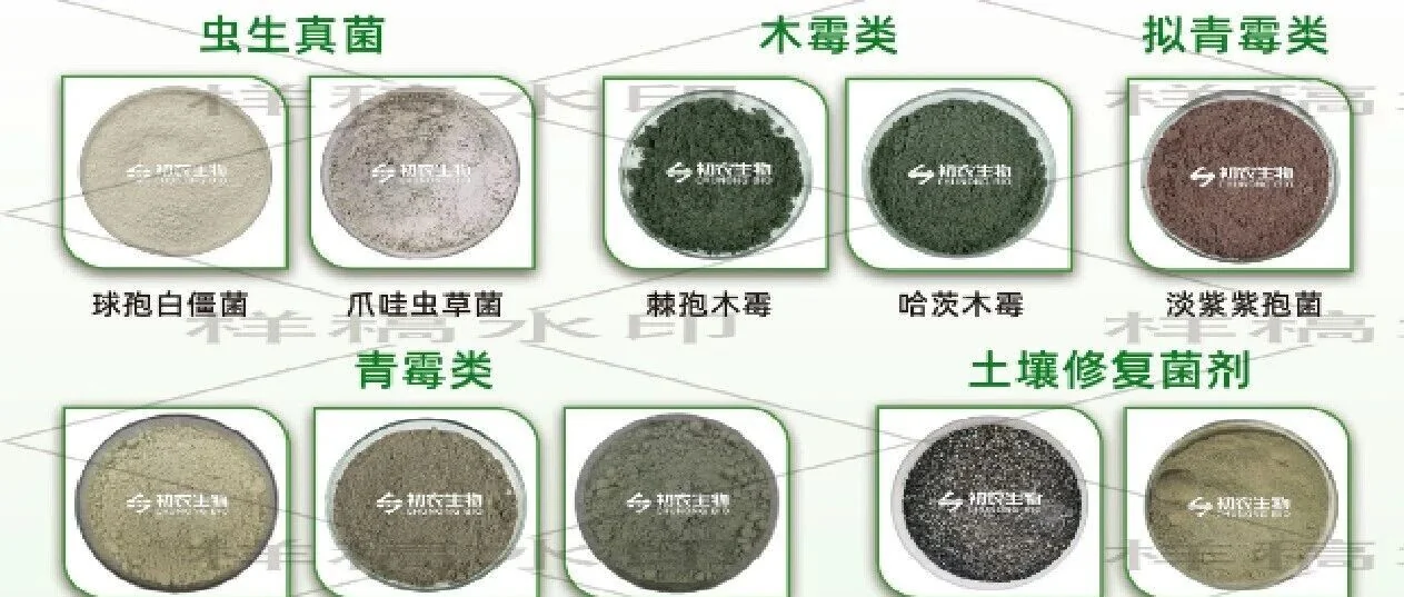 水稻-番茄轮作+微生物菌剂,破解设施番茄连作障碍的科学方案