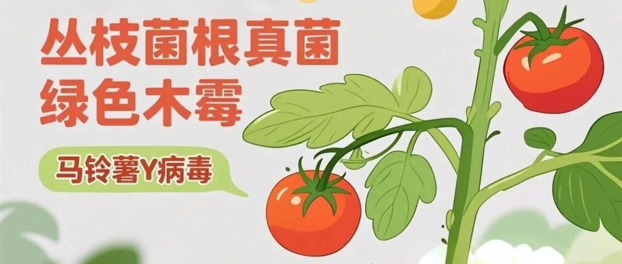 丛枝菌根真菌与绿色木霉:番茄植株抵御马铃薯Y病毒的“守护神”