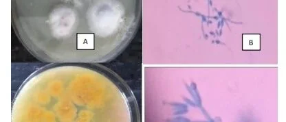 淡紫拟青霉对棉铃虫的生物防治效果评估