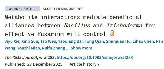木霉菌+贝莱斯芽孢杆菌 :土壤里的 “黄金搭档”,联手攻克作物枯萎病!