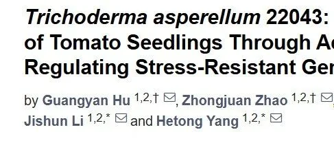 棘孢木霉:盐胁迫下番茄的救星