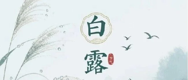 白露到,收获好
