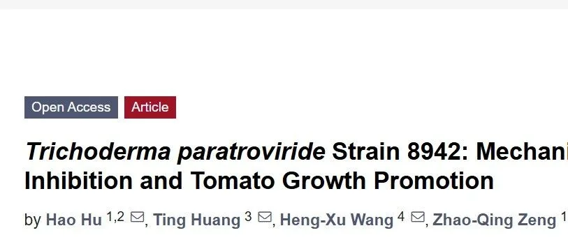 这款木霉,可防番茄晚疫病还促长