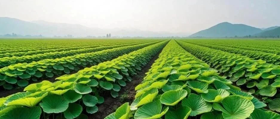 河南武陟县:生态种植赋能乡村振兴