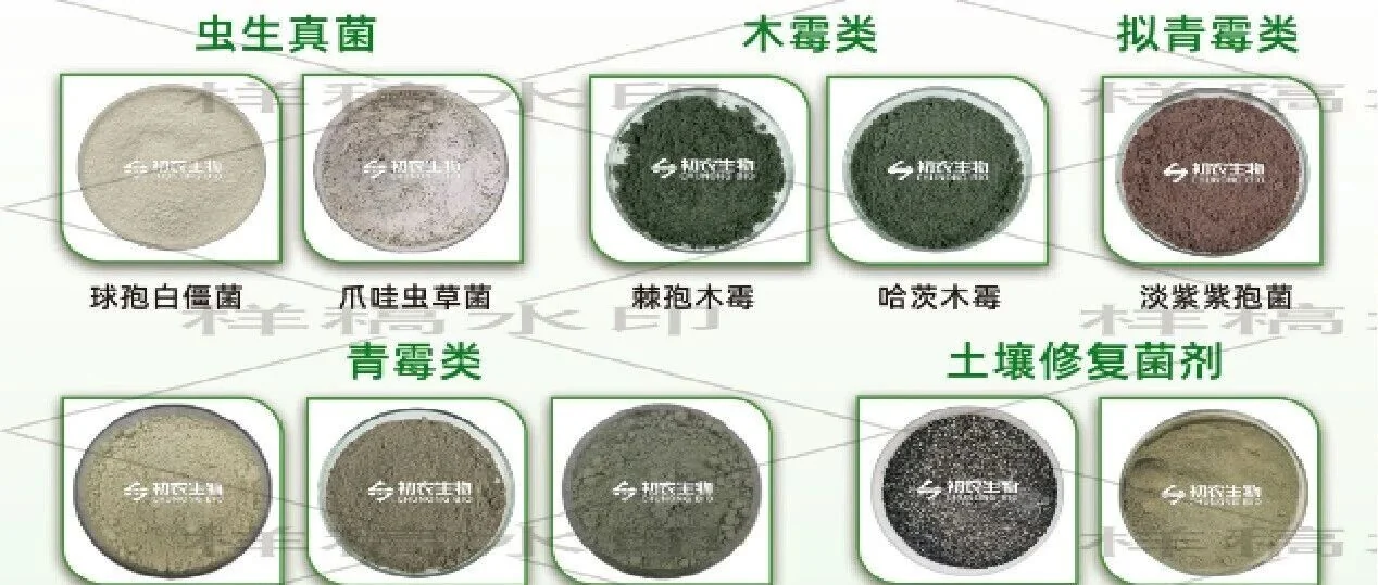 不同载体如何决定病原真菌杀虫的效果?