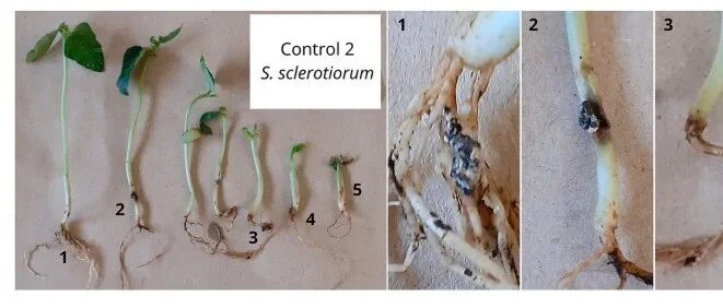 木霉菌株(Trichoderma)在菜豆防病促生中的双重作用