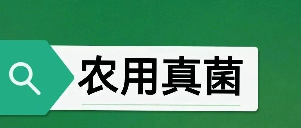 辣椒死棵的“隐形杀手”:90%的种植户都忽略了它!