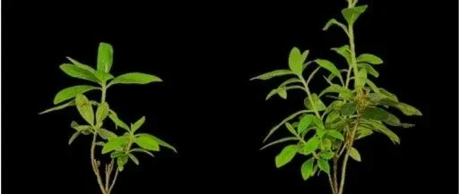 杜鹃花褐斑病拮抗内生真菌的新发现