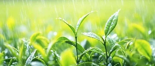 谷雨时节,这些注意事项要牢记