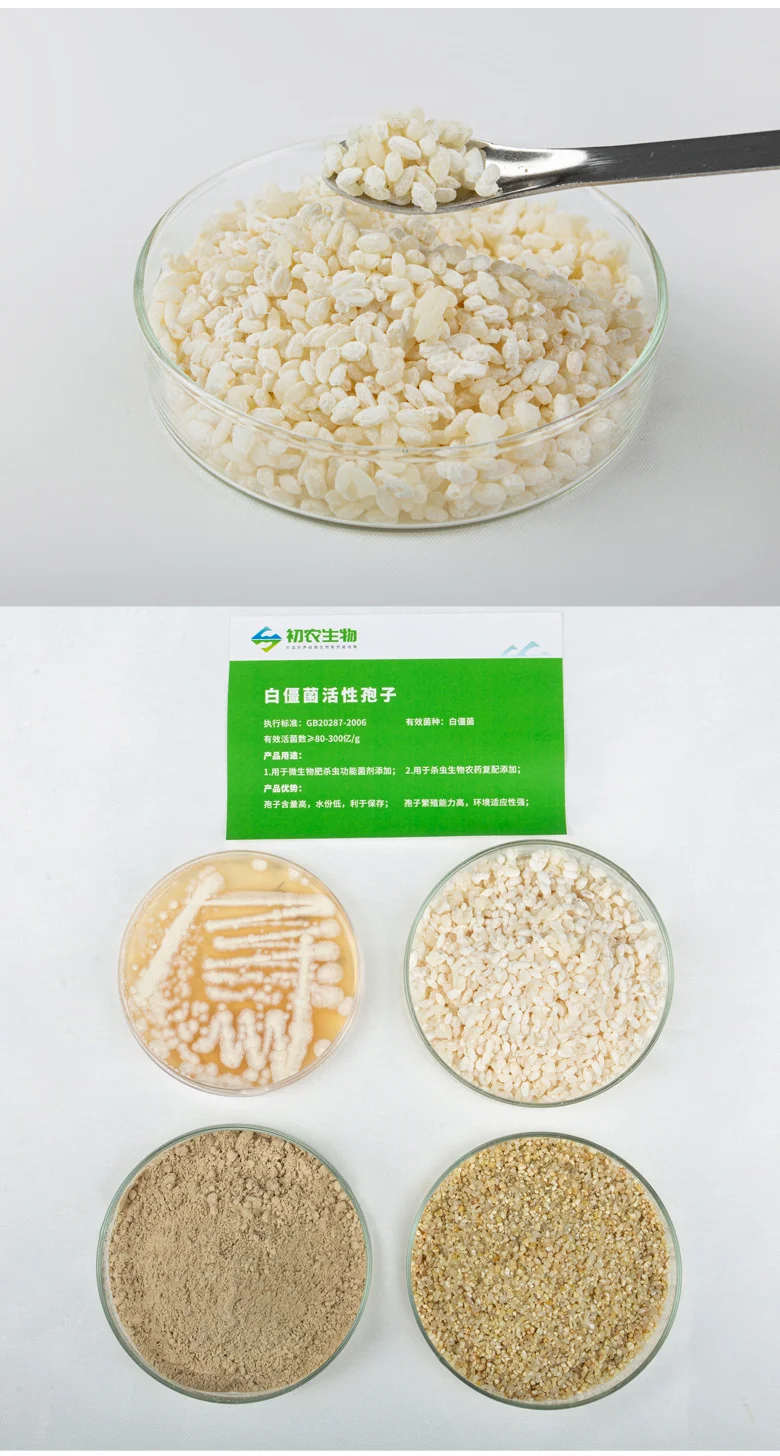 白僵菌(虫生真菌类)(图2) 白僵菌(虫生真菌类)(图2)